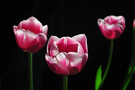 Tulipsの写真素材