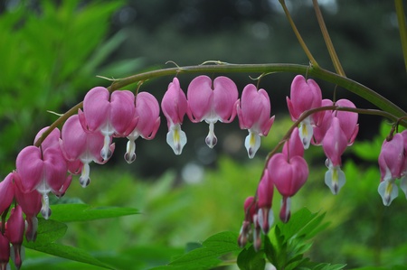 flowersの写真素材