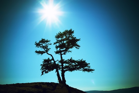 Silhouette of a tree against the sun lake Baikalの写真素材