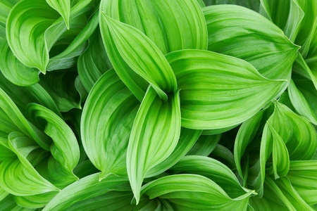Beautiful green plant close upの写真素材