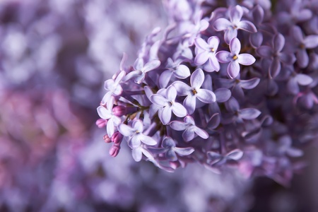 Close-up beautiful lilac flowersの写真素材