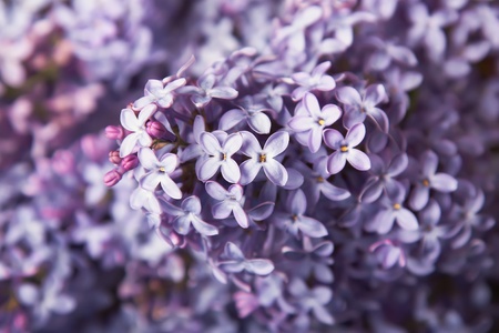 Close-up beautiful lilac flowersの写真素材