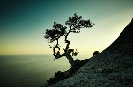 Tree and sea at sunset. Crimea landscape. Nature backgroundの写真素材