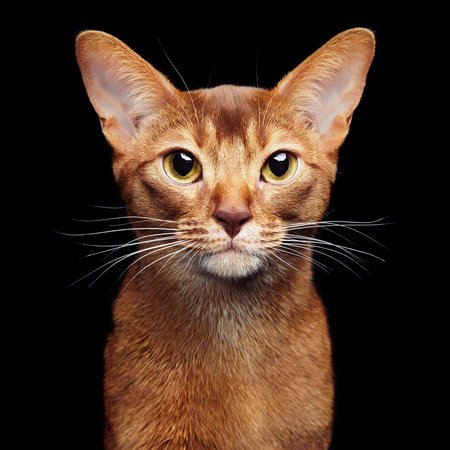 Portrait of beautiful young abyssinian cat. Close up of red cat.  Isolated on black backgroundの写真素材