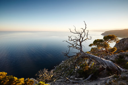 Tree and sea at sunset. Crimea landscape. Nature backgroundの写真素材