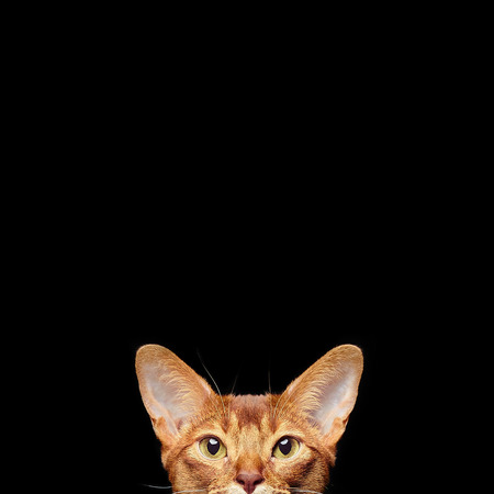 Portrait of beautiful young abyssinian cat. Close up of red cat.  Isolated on black backgroundの写真素材