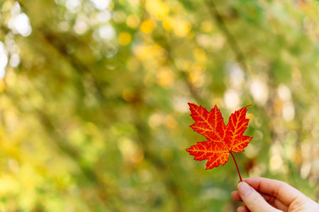 Red autumn maple leaf in hand against the backdrop of an autumn park. Artistic autumn idea. Golden autumn. Autumn backgroundの写真素材