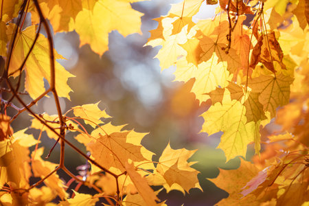 Autumn yellow maple leaves against an autumn background, with sunbeams shining through the leaves....