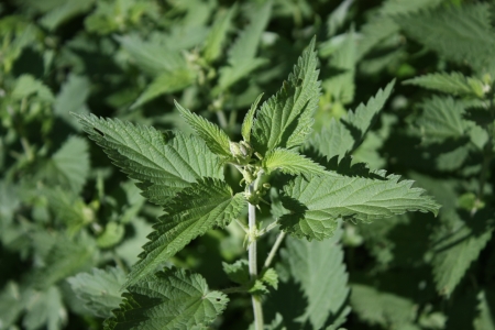 Close up of a green nettle plantの写真素材