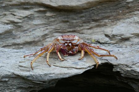 Dead crab on a rock near the beachの写真素材