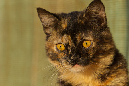 black and yellow cat close-up