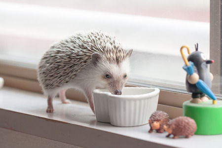 Life of cute hedgehog in the roomのeditorial素材
