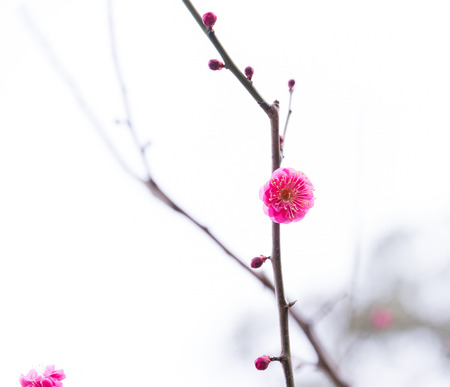 Pink Plum blossoms blooming in Japanの写真素材