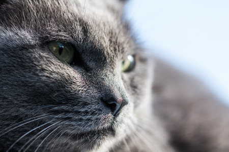 my gray cat cool faceの写真素材