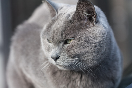 my gray cat cool faceの写真素材