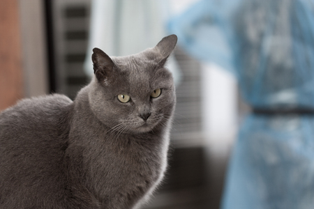 my gray cat cool faceの写真素材