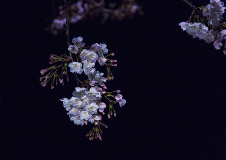 Cherry blossoms blooming at midnightの写真素材