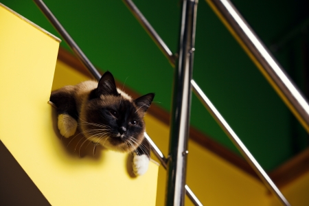 Siamese cat layingの写真素材