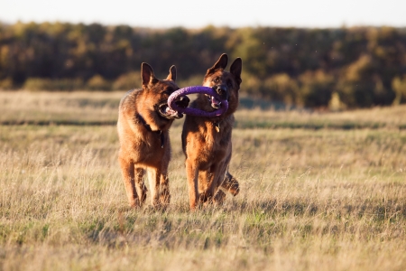 German Shepherdの写真素材
