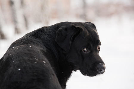 Ritriver Labrador in the snow in winterの写真素材
