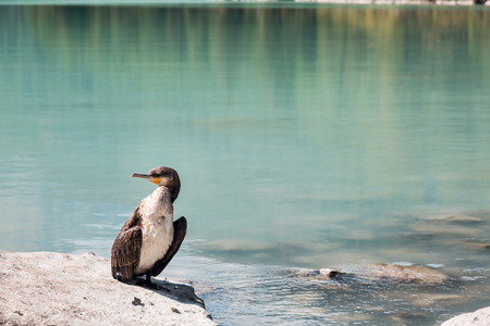 Big cormorant sitting on a rock in the lake.の写真素材
