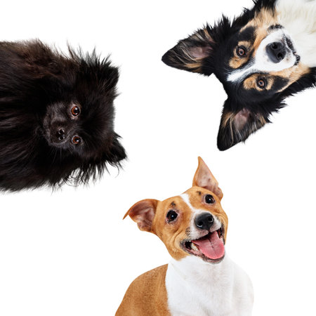 Collage of domestic animals of different breed in circle.
