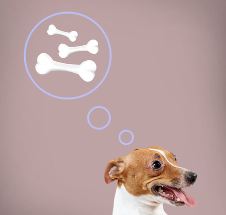 Jack russell terrier sitting and dreaming about bones.