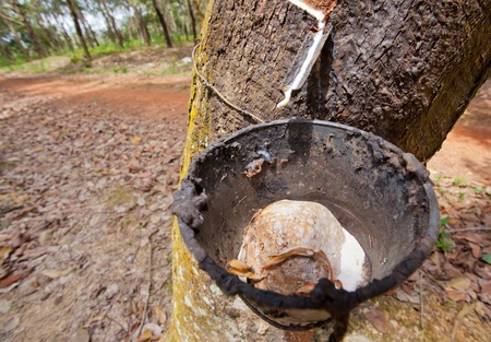 Collecting latex in a rubber tree plantationのeditorial素材