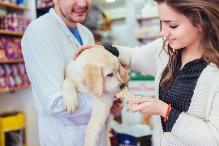 Young woman with her labrador retriever puppy at veterinary.の写真素材