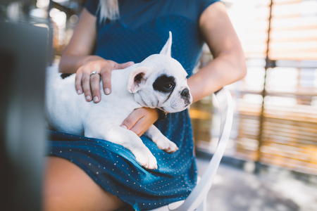 Young blond girl in cafeteria holding adorable French bulldog puppy.の写真素材