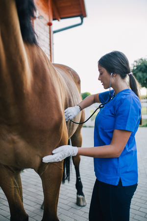 Veterinarian examining horse.の写真素材