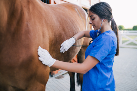 Veterinarian examining horse.の写真素材