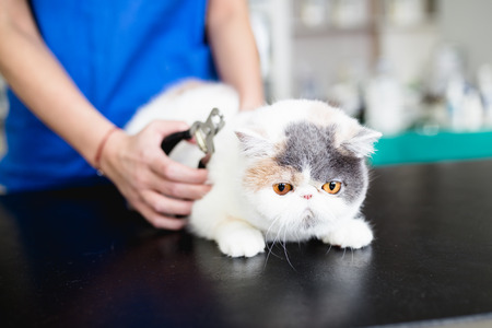Beautiful exotic shorthair cat at veterinary.の写真素材