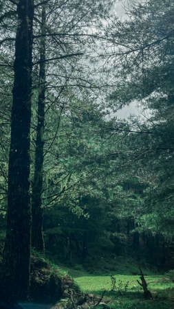 Forestの写真素材