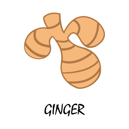 ginger flat iconのイラスト素材