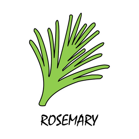 rosemary flat iconのイラスト素材