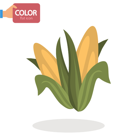 Corn cobs flat color iconのイラスト素材