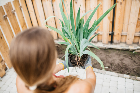 Woman holds seedlings in her handsの写真素材