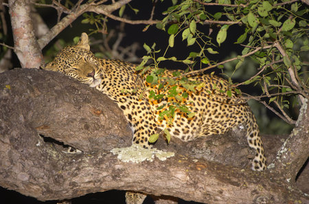 Leopard (Panthera pardus) sleeping in the treeの写真素材