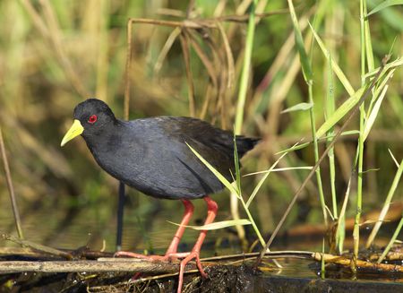 Black Crake (Limnocorax flavirostra) walking on grass in water, South Africaの写真素材