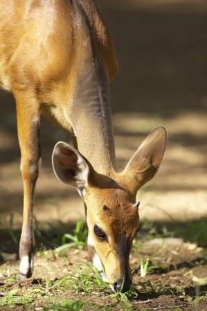Single red impala (Aepyceros melampus) eating on the road in the nature reserve in South Africaの写真素材