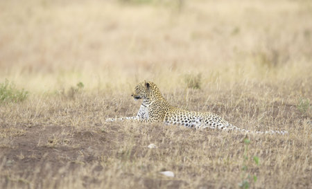 Leopard (Panthera pardus) resting in savannah in nature reserve in South Africaの写真素材