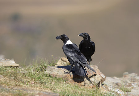 White-necked Ravens (Corvus albicollis) sitiing on a rock in South Africa