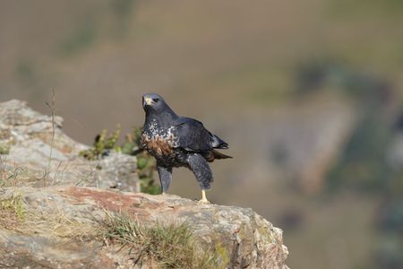 Jackal Buzzard (Buteo rufofuscus) sitting on the rock in South Africaの写真素材