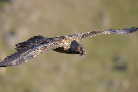 Juvenile Lammergeyer or Bearded Vulture (Gypaetus barbatus) in flight looking for prey in South...