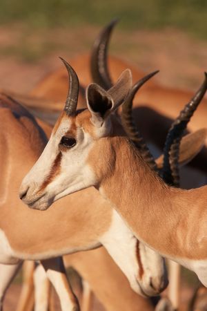 Group of red impala (Aepyceros melampus) standing in the nature reserve in South Africaの写真素材