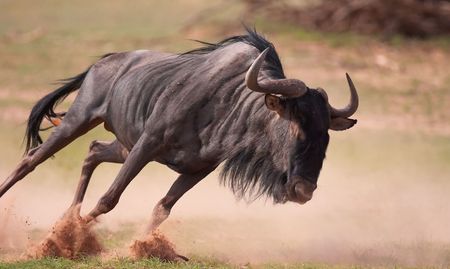 Blue wildebeest (Connochaetes taurinus) running in savannah in South Africaの写真素材