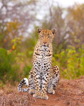 Leopard (Panthera pardus) sitting in savannah in nature reserve in South Africaの写真素材