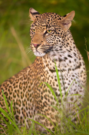 Leopard (Panthera pardus) sitting in savannah in nature reserve in South Africa. Night shotの写真素材
