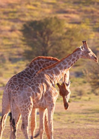 Two giraffe (Giraffa camelopardalis) in nature reserve in South Africaの写真素材